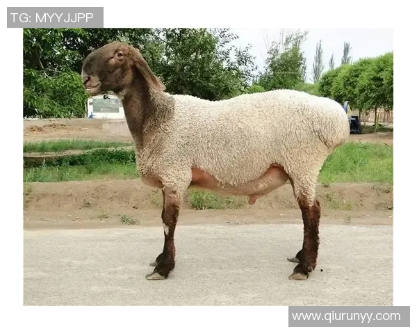 死鱼眼足球明星的传奇人生与背后不为人知的故事揭秘